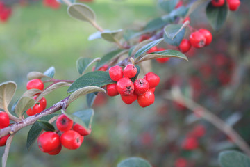 Bacche rosse su cespuglio. 