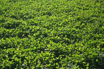 campo di trifoglio illuminato dal sole