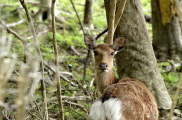 Fototapeta premium 天城山周辺の鹿