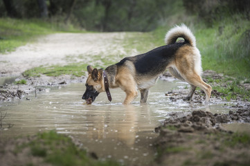 pastor aleman en el campo
