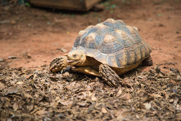 AFRICAN SPURRED TORTOISE (Geochelone sulcata) tortoises,Land turtle,Sulcata