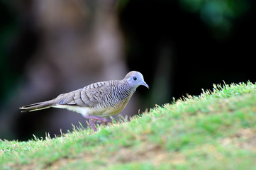 Zebra Dove