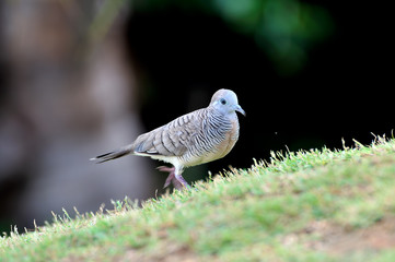 Zebra Dove