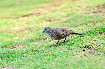 Zebra Dove
