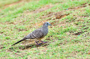 Zebra Dove