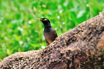 Common Myna (Acridotheres tristis)