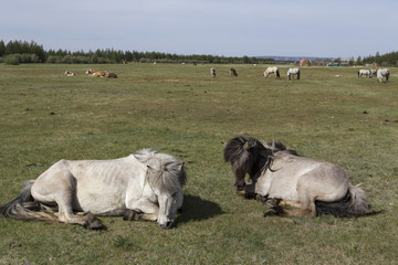 Two horses lying in a meadow. Village Honua, Yakutia, Russia.