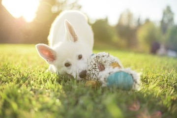 Adorable young white swiss shepherd puppy chewing a toy outdoors on a grass