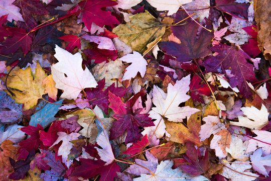 Feuilles d'automne