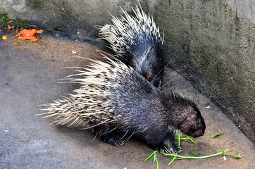 Cape porcupine (Hystrix brachyura)