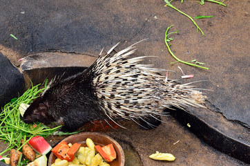 Cape porcupine (Hystrix brachyura)