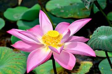 Pink lotus blossoms or water lily flowers blooming on pond