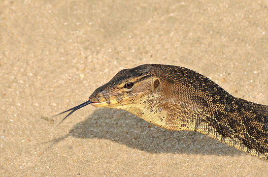 Close Up of monitor lizard. Cropping only on the head.