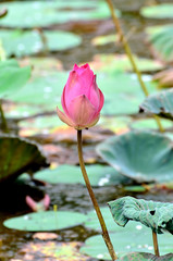 Fototapeta na wymiar Pink lotus blossoms or water lily flowers blooming on pond