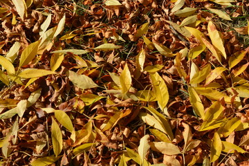 Autumn leaves