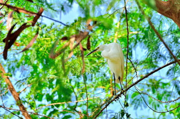 Great Egret on the tree branch