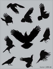 Collection of a black raven silhouettes in action. Vector illustration