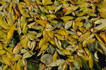 Autumn leaves on water