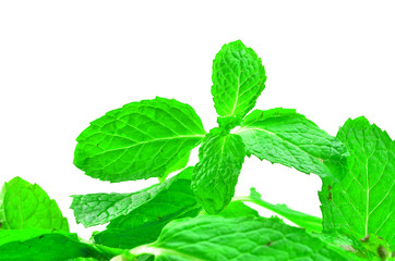 Fresh mint close up on white background