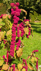 Garten-Fuchsschwanz - Amaranthus caudatus