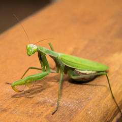 Extra-terrestrial mantide