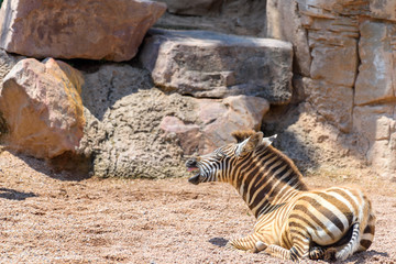 Fototapeta na wymiar Baby Zebra In African Savanna