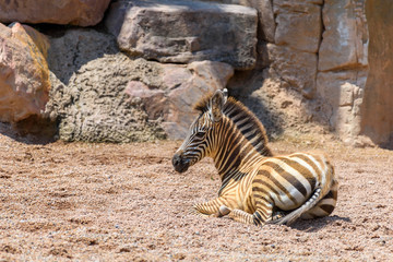 Fototapeta na wymiar Baby Zebra In African Savanna