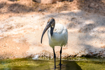 Wild African Sacred Ibis Bird