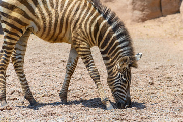 Obraz na płótnie Canvas Baby Zebra In African Savanna