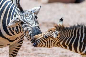 Protective Zebra Mother And Calf In African Savanna