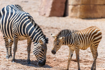 Fototapeta na wymiar Protective Zebra Mother And Calf In African Savanna