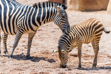 Fototapeta na wymiar Protective Zebra Mother And Calf In African Savanna