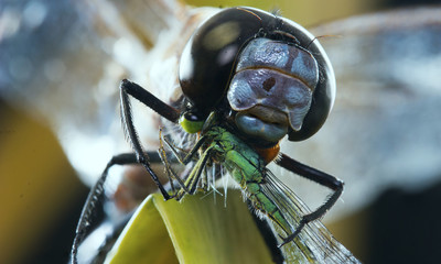 Closeup of dragonfly eating a damselfly