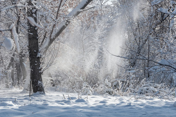 winter snow park trees