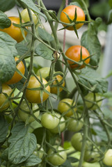 Tomato