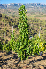 Fototapeta na wymiar Vine in the Comarca Priorat, a famous wine-growing area where the prestigious wine of the Priorat and Montsant is produced. Wine has been cultivated here since the 12th century