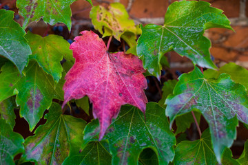 red maple leaf on grean
