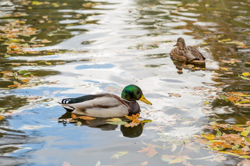 Ducks in the pond in the autumn city Park