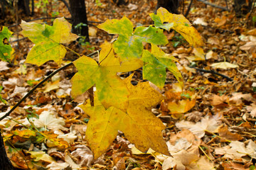 Autumn maple leaves on a branch