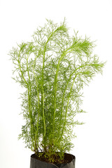dill plant