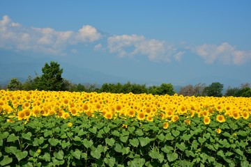 明野のひまわり畑