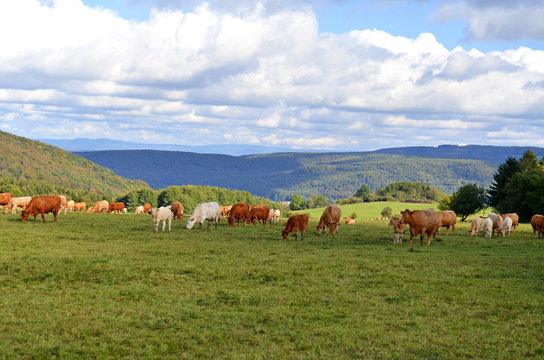 Rinderherde in der Rh&ouml;n