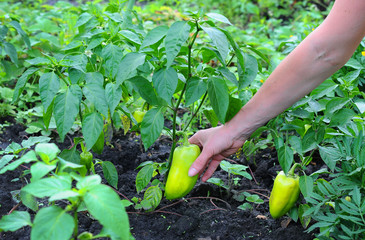 Female hand harvest of fresh pepper. sweet pepper cultivation