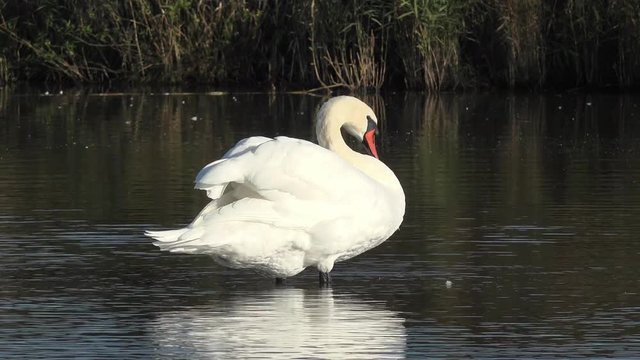 swan in the lake preening feather and Swimming away