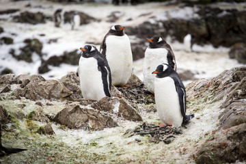 Gentoo penguins