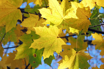 Autumn Maple Leaves Background