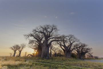 Fototapeta na wymiar Sunrise at Baines Baobabs