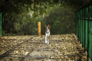 Basenji dog for a walk in the park