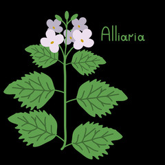 Vector alliaria illustration