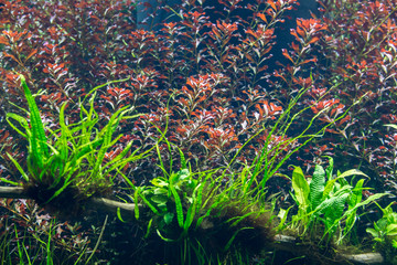 aquarium with water-plant and animals